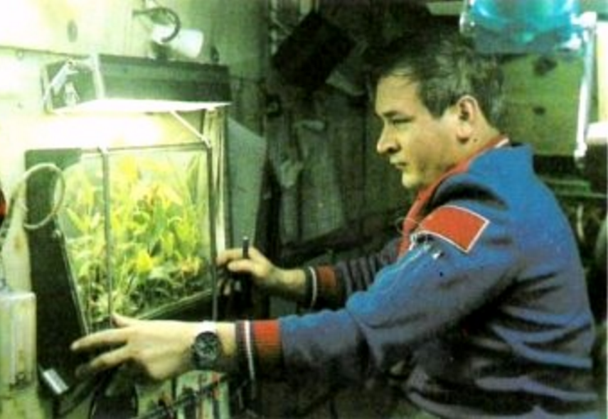 Какой овощ вырастили на космической станции. Эксперименты с растениями в космосе. Первые растения выращенные в космосе. Космонавт и растение. Растения на МКС.