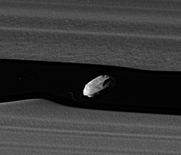 Detalle de Daphnis en el que se aprecia el disco de material en el ecuador (NASA/JPL-Caltech/Space Science Institute).